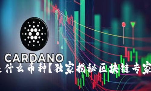 USDT钱包是什么币种？独家揭秘区块链专家的使用秘诀